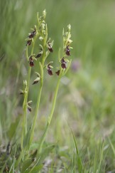 Flugblomster, Ophrys insectifera