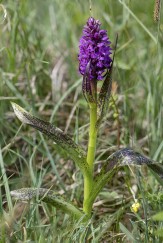 Blodnycklar, Dactylorhiza incarnata ssp. cruenta