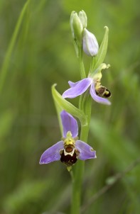 Biofrys, Ophrys apifera 2025-06-11