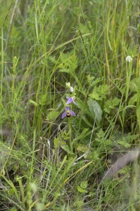Biofrys, Ophrys apifera 2025-06-11