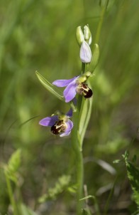 Biofrys, Ophrys apifera 2025-06-11