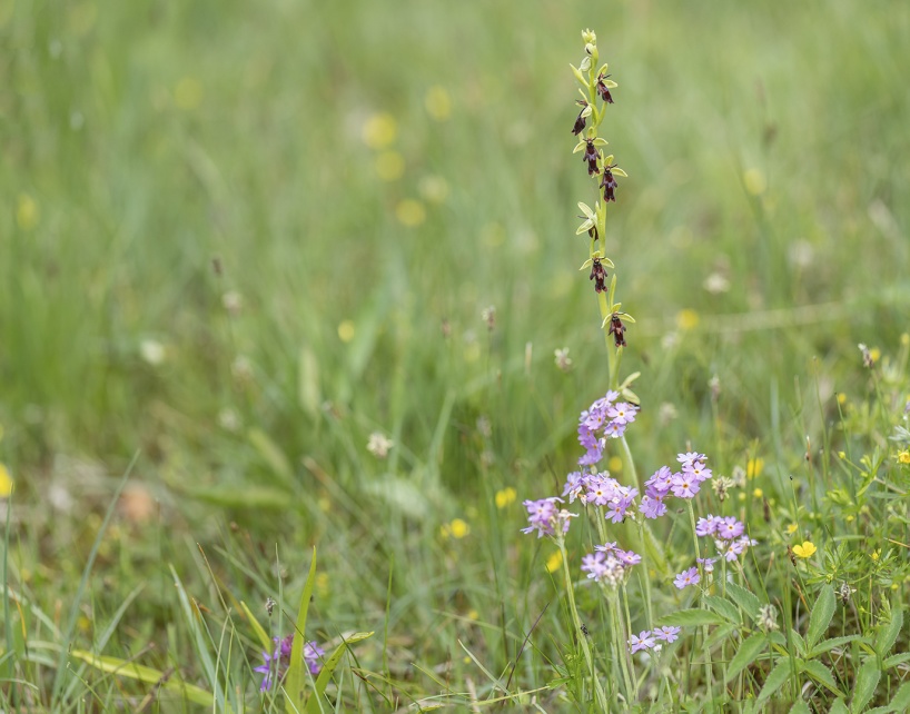 Flugblomster (Ophrys insectifeera) med majviva 2025-06-