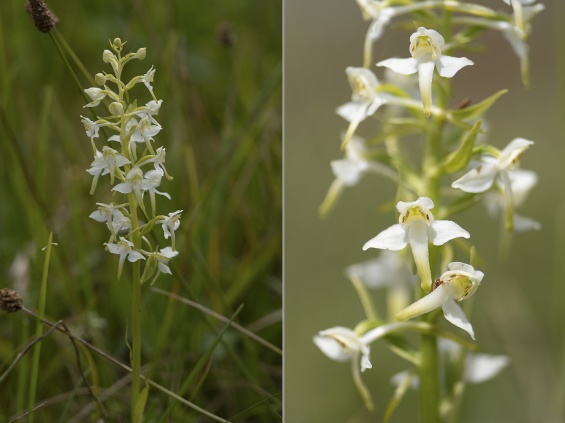 Grönvit nattviol Platanthera chlorantha