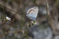 Ljungblåvinge; Plebjus argus