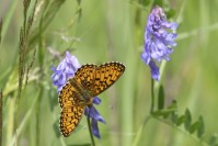 Brunfläckig pärlemorfjäril, Boloria solene