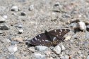 Aspfjäril Limenitis populi, Dalsland 2025-06-27