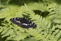 Aspfjäril Limenitis populi, Dalsland 2025-06-27
