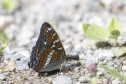 Aspfjäril Limenitis populi, Dalsland 2025-06-27