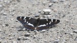 Aspfjäril Limenitis populi, Dalsland 2025-06-27