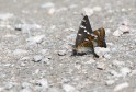 Aspfjäril Limenitis populi, Dalsland 2025-06-27