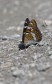 Aspfjäril Limenitis populi, Dalsland 2025-06-27