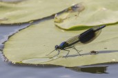 Blåbandad jungfruslända / Banded Demoiselle / Calopteryx splendens, Lillån 2025-06-26