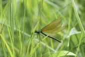 Blå jungfruslända / Beautiful Demoiselle / Calopteryx virgo, Muggeliden, 2025-06-26