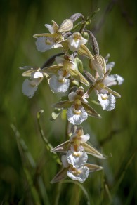 Kärrknipprot Epipactis palustris