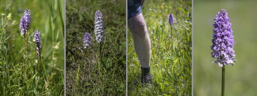 Variation inom arten skogsnyckel, Dactylorhiza fuchsii.