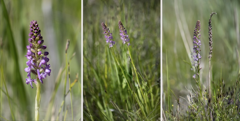 Luktsporre, Gymnadenia odoratissima