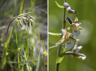 Kärrknipprot, Epipactis palustris