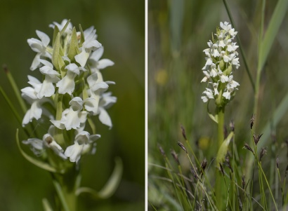 Vaxnyckel, Dactylorhiza incarnata ssp. ochroleuca