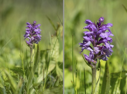 Sunpnyckel, Dactylorhiza majalis ssp lapponica