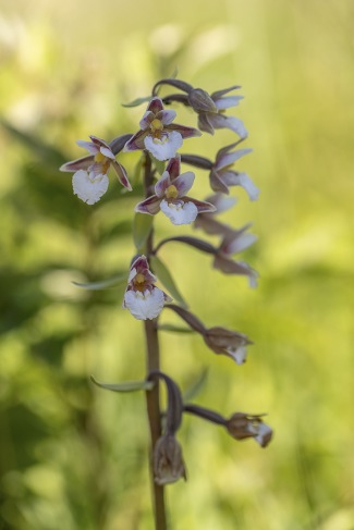 Kärrknipprot, Epipactis palustris