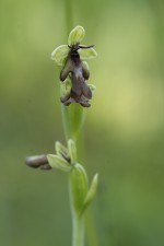 Flugblomster, Ophrys insectifera