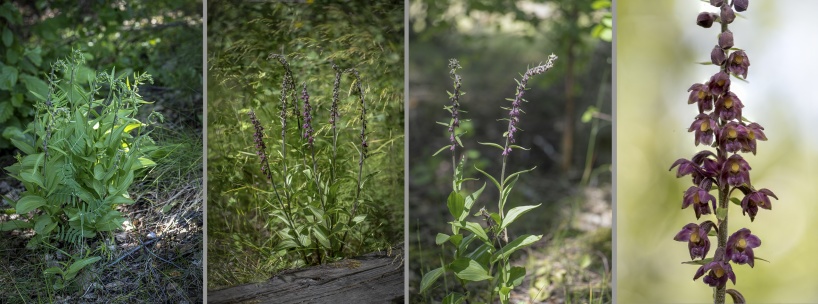 Purpurknipprot, Epipactis atrorubens