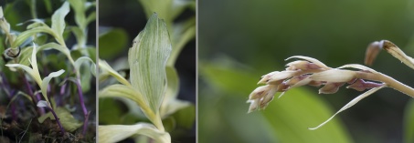 Skogsknipprot, Epipactis helleborine var. rosea