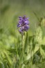 Dactylorhiza traunsteineri, Dimbo, Falköping 2025-07-01