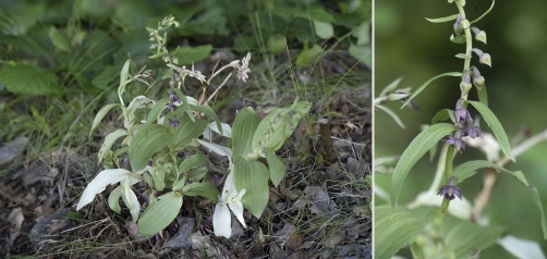 Skogsknipprot, Epipactis helleborine