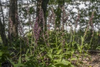 Purpurknipprot, Stallbacka, Epipactis atrorubens 2025-07-09