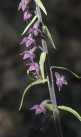 Purpurknipprot, Stallbacka, Epipactis atrorubens 2025-07-09