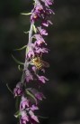 Purpurknipprot, Stallbacka, Epipactis atrorubens 2025-07-09