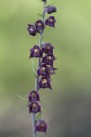 Purpurknipprot, Stallbacka, Epipactis atrorubens 2025-07-09