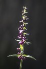 Purpurknipprot, Stallbacka, Epipactis atrorubens 2025-07-09