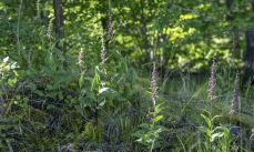 Purpurknipprot, Stallbacka, Epipactis atrorubens 2025-07-09