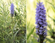 Dactylorhiza majalis subsp / hybrid
