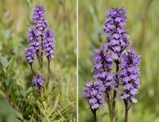 Dactylorhiza majalis subsp / hybrid