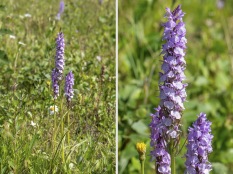 Dactylorhiza majalis subsp / hybrid