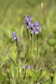 Dactylorhiza majalis subsp / hybrid