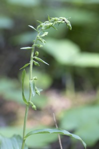 Skogsknipprot, Epipactis helleborine 2025-07-09