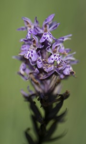 Skogsnycklar, Dactylorhiza fuchsii 2025-07-09