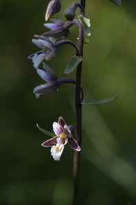 Kärrknipprot, Epipactis palustris 2025-07-09