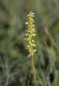 Honungsblomster, Herminium monorchis 2025-07-09
