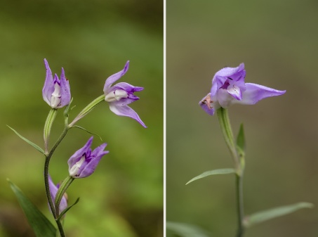 Röd skogslilja, Cephalanthera rubra