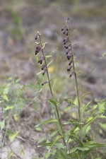 Purpurknipprot med frökapslar, Epipactis atrorubens with new seedpods.