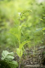 Skogsknipprot, Epipactis helleborine