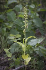 Skogsknipprot, Epipactis helleborine