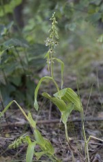 Skogsknipprot, Epipactis helleborine