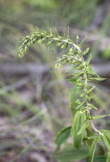 Skogsknipprot, Epipactis helleborine
