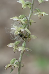 Mångblommig knipprot, Epipactis purpurata, Själland 2025-08-05
